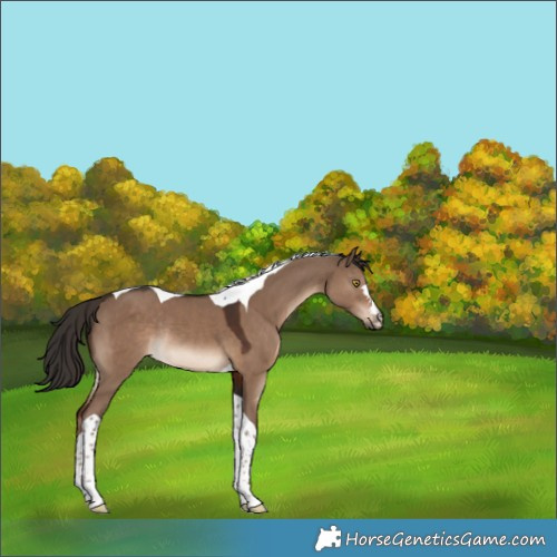 Horse Color:Liver Red Dun Tobiano Rabicano 