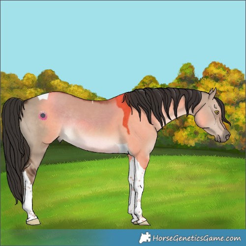 Horse Color:Liver Red Dun Tobiano Rabicano 