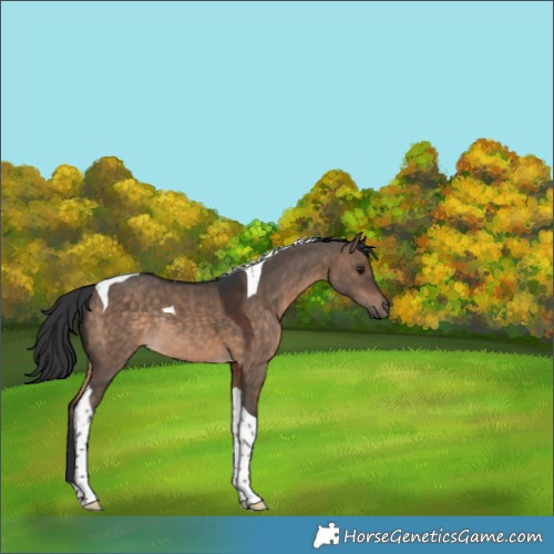 Horse Color:Brown Dun Tobiano Rabicano 