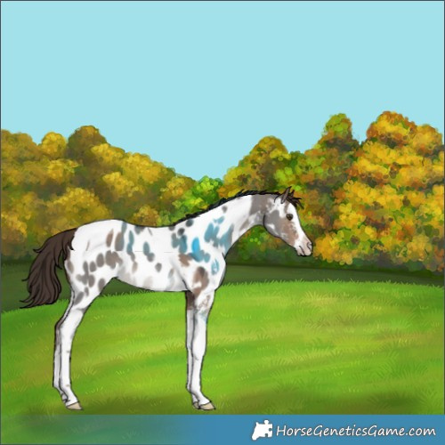 Horse Color:Liver Red Dun Sabino Splash Tobiano Near Leopard Rabicano 