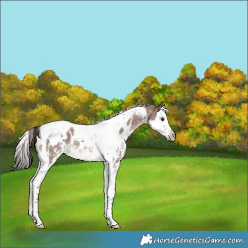 Horse Color:Liver Red Dun Sabino Splash Tobiano Appaloosa Rabicano 