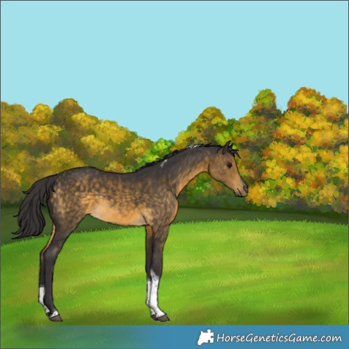 Horse Color:Buckskin Tobiano Rabicano 