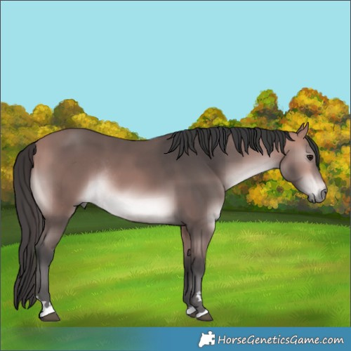 Horse Color:Platinum Bay Rabicano 