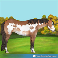 Horse Color:Bay Frame 
