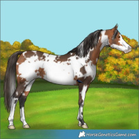 Horse Color:White Spotted Bay Frame 