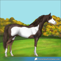 Horse Color:Liver Chestnut Frame Rabicano