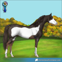 Horse Color:Liver Chestnut Frame Rabicano 