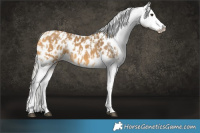 Horse Color:Silver Buckskin Blanket and Silver Buckskin Blanket