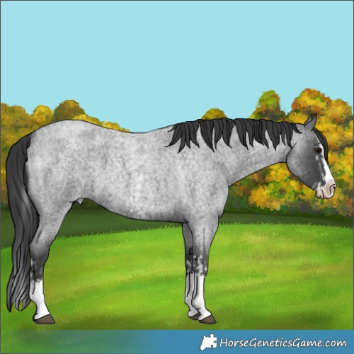 Horse Color:Blue Roan Sabino Splash  and Blue Roan Sabino Splash 