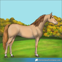 Horse Color:Red Dun