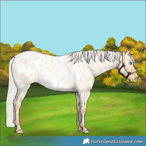 Horse Color:Silver Amber Cream Champagne Roan Dun Appaloosa