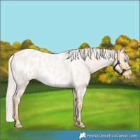 Horse Color:Silver Amber Cream Champagne Roan Dun Appaloosa
