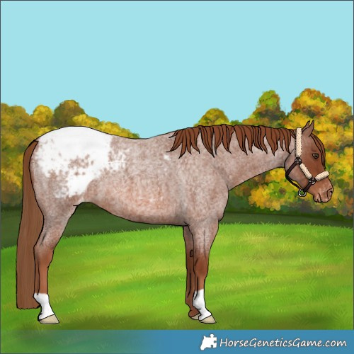 Horse Color:Red Roan Appaloosa 