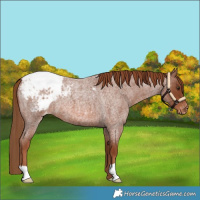 Horse Color:Red Roan Appaloosa