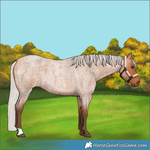Horse Color:Silver Bay Roan
