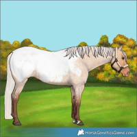 Horse Color:Silver Bay Roan Dun Near Fewspot