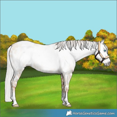 Horse Color:Gray Silver Amber Cream Champagne Roan Pearl Near Leopard