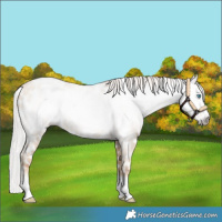 Horse Color:Gray Silver Amber Cream Champagne Roan Pearl Near Leopard