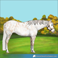 Horse Color:Gray Silver Amber Cream Champagne Roan Pearl Appaloosa 