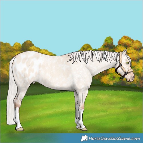 Horse Color:Silver Amber Champagne Roan Dun Tobiano Appaloosa