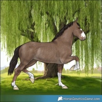 Horse Color:Liver Red Dun Rabicano