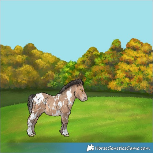 Horse Color:White Spotted Sable Champagne 