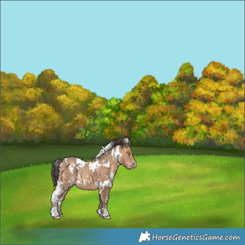Horse Color:White Spotted Sable Champagne 