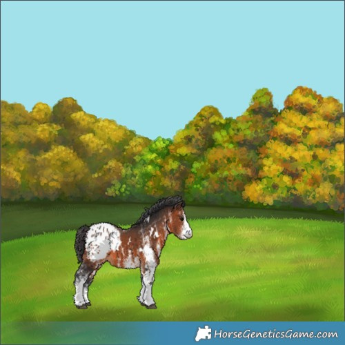 Horse Color:White Spotted Brown Appaloosa 
