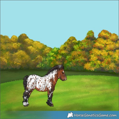 Horse Color:White Spotted Brown Appaloosa 