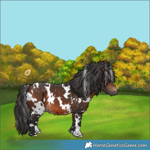 Horse Color:White Spotted Brown 