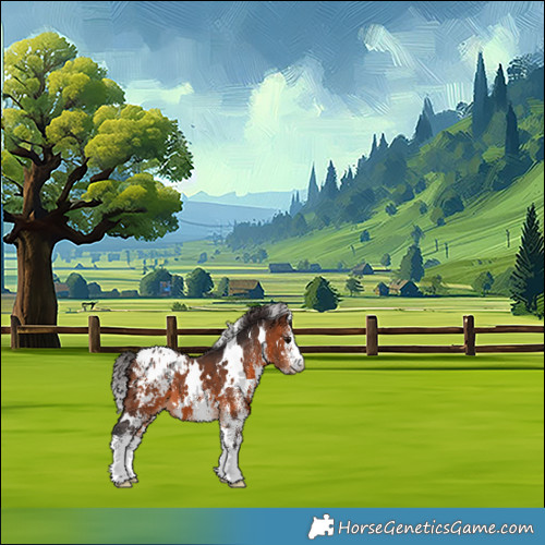 Horse Color:White Spotted Brown Appaloosa 