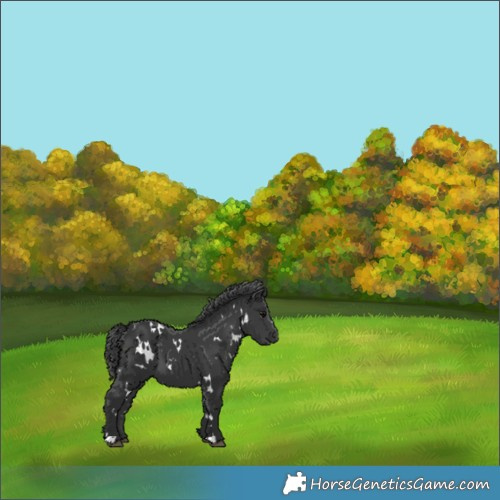 Horse Color:White Spotted Black 