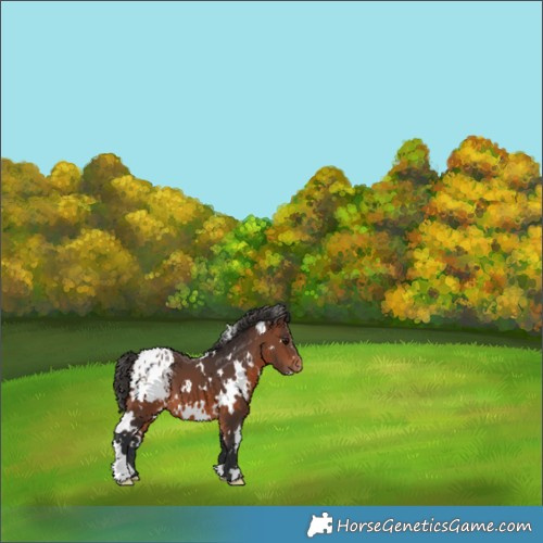 Horse Color:White Spotted Brown Appaloosa 