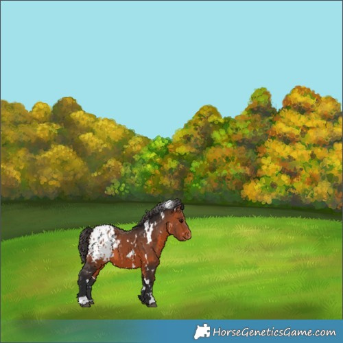 Horse Color:White Spotted Bay Appaloosa 