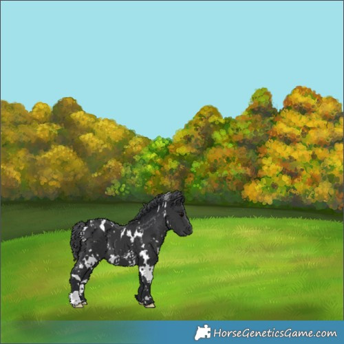 Horse Color:White Spotted Black 