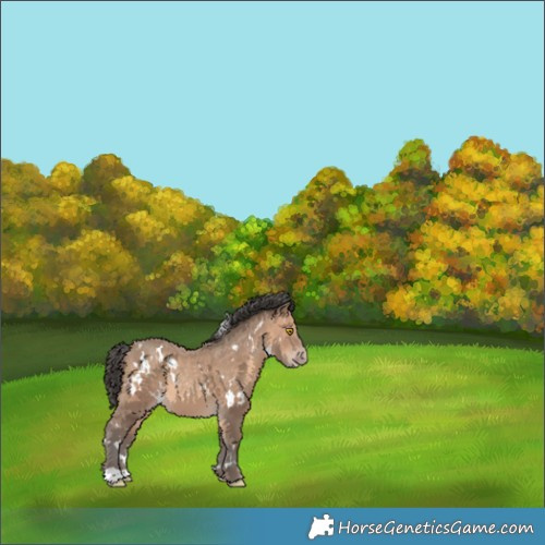 Horse Color:White Spotted Sable Champagne 