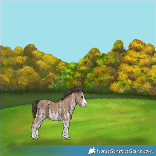 Horse Color:White Spotted Classic Champagne 