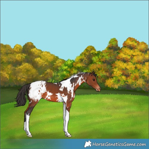 Horse Color:White Spotted Brown Tobiano Appaloosa 