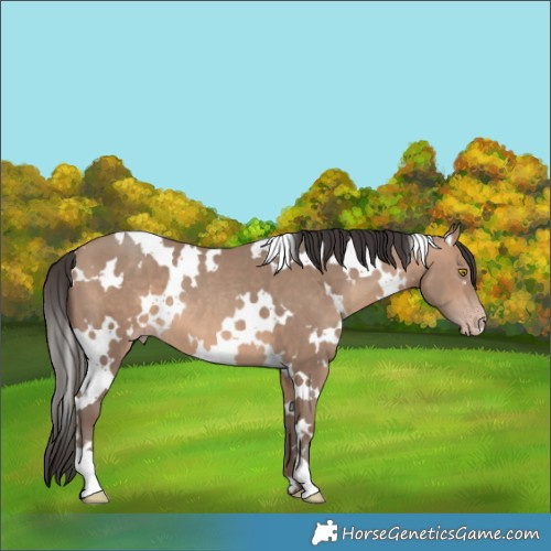 Horse Color:White Spotted Sable Champagne 