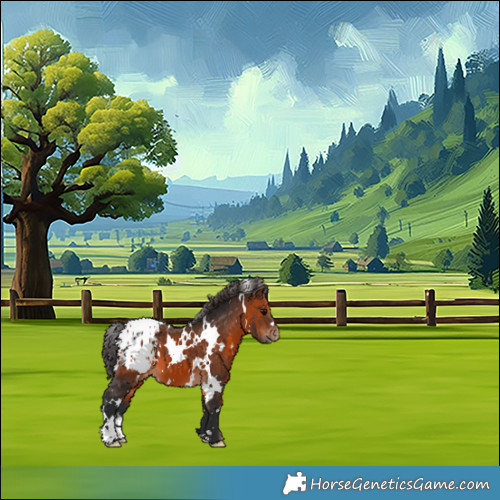 Horse Color:White Spotted Brown Appaloosa 