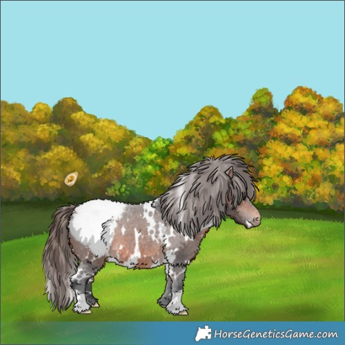 Horse Color:White Spotted Bay Appaloosa 