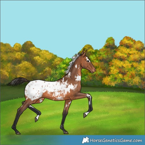 Horse Color:White Spotted Bay Appaloosa 