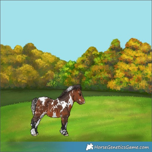 Horse Color:White Spotted Bay Appaloosa 