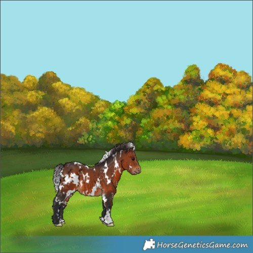 Horse Color:White Spotted Brown 