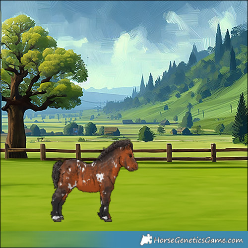 Horse Color:White Spotted Bay 