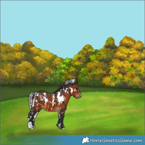 Horse Color:White Spotted Brown 