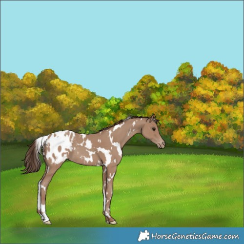 Horse Color:White Spotted Classic Champagne Appaloosa 