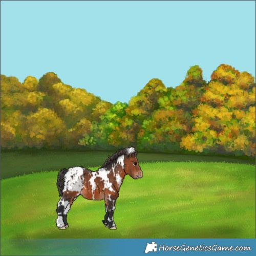 Horse Color:White Spotted Brown Appaloosa 