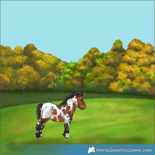 Horse Color:White Spotted Bay Appaloosa 