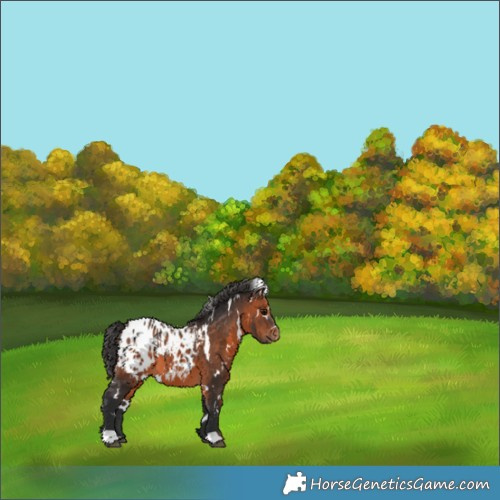 Horse Color:White Spotted Brown Appaloosa 